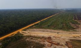 دراسة: النشاط البشري يؤدي إلى تدهور ثلث غابات الأمازون