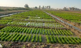 خطة حكومية خاصة بزراعة الشلب للموسم الصيفي الحالي