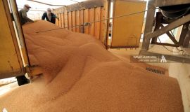 موسم تسويق الحنطة.. التجارة تحدد أعلى المحافظات إنتاجاً